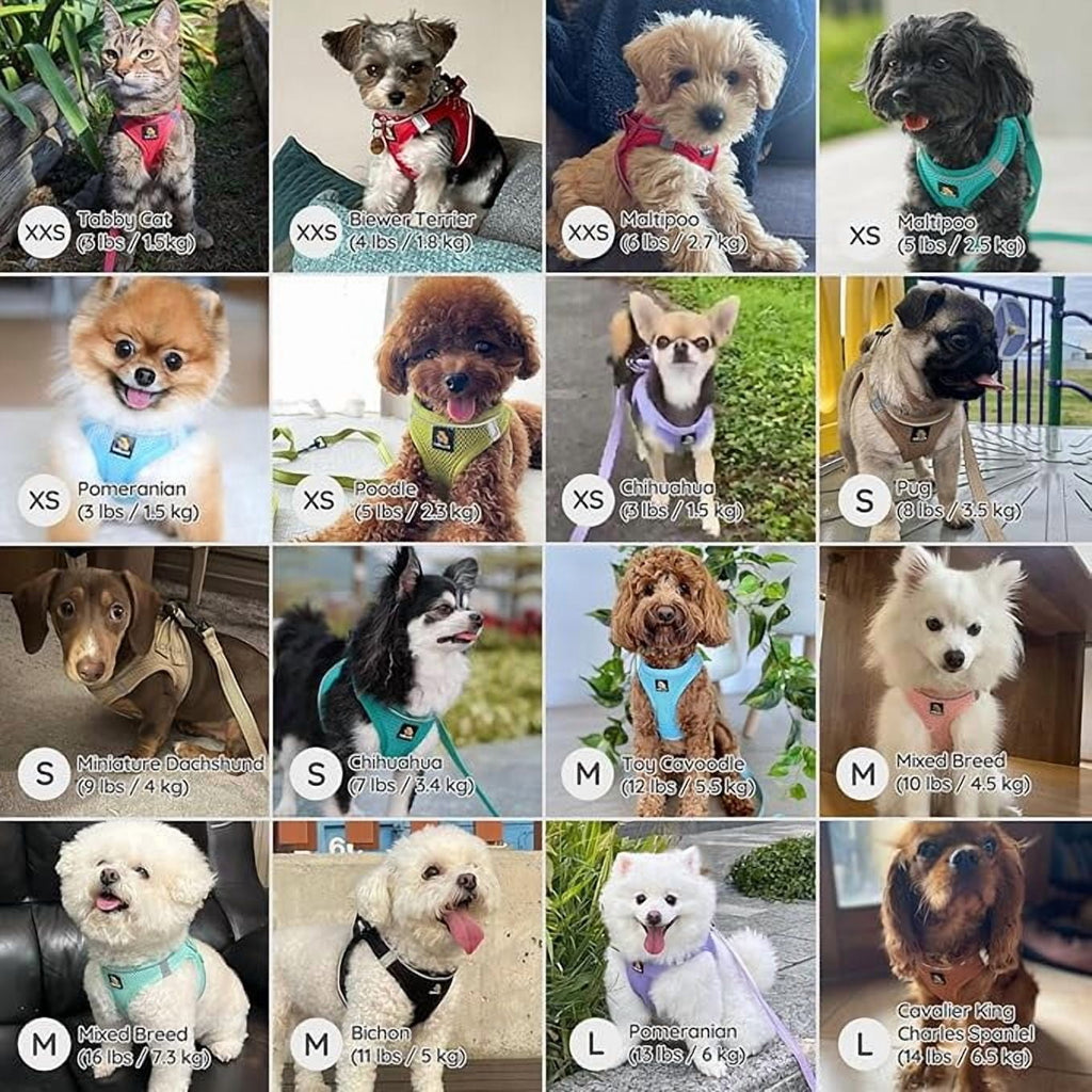 BELLA & PAL Cat Harness and Leash for Walking,Breathable Air Mesh Adjustable Vest Harnesses for Cats, Easy Control Safety Reflective Strips Harness