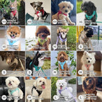 BELLA & PAL Cat Harness and Leash for Walking,Breathable Air Mesh Adjustable Vest Harnesses for Cats, Easy Control Safety Reflective Strips Harness